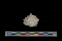 藏品(玫瑰岩螺)的圖片